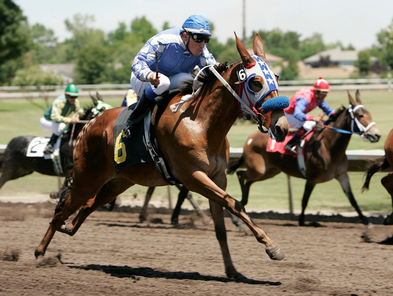 Técnicas de entrenamiento para mejorar la velocidad y resistencia del caballo